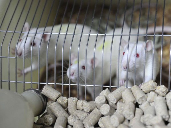 動(dòng)物實(shí)驗(yàn)室小白鼠 動(dòng)物實(shí)驗(yàn)室小白鼠