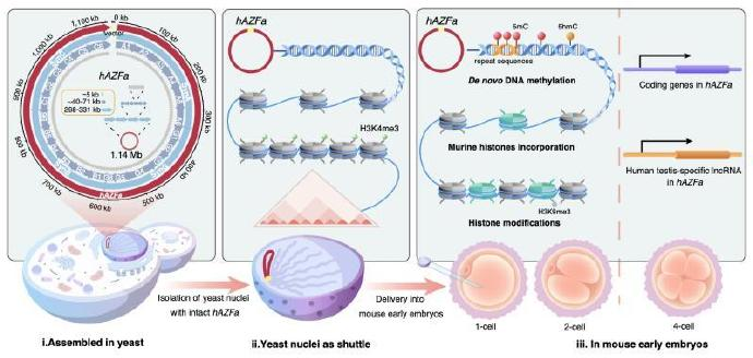 合成生物實(shí)驗(yàn)室項(xiàng)目